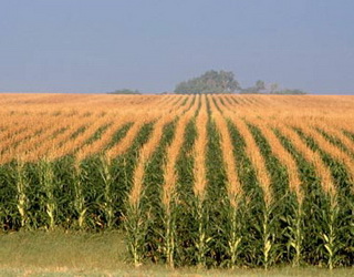 Китай накопичив достатні запаси кукурудзи і скорочує посівні площі під нею